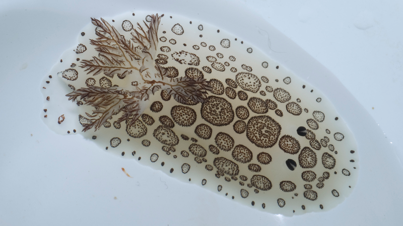 Illustration for article titled Striking Photographs Of Sea Slugs Expose The Alien World Under the Sea